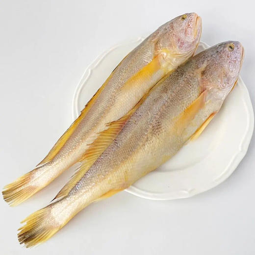 大西洋野捕大黄鱼 |大西洋海域，蕴含丰富蛋白质、钙、磷、铁、等营养【下单72小时发货】 商品图4