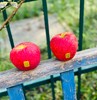 云南丽江红琇之吻苹果|在口感上的特点：前口脆甜，舌尖回味无穷[爱心] 一口咬下去，外皮脆、果肉紧实，不易变黄，整体甜酸比也恰到好处，口感浓郁纯正，吃完果子，齿唇间还会留有一丝丝的甘甜～ 商品缩略图3