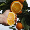 【限量秒杀】正宗赣南脐橙高山果老树脐橙 10斤/20斤装 玲珑果（带箱）德邦快递  2025年赣南脐橙协会地标证明千万级绿萌机器选果非人工盲选（因为看不到果肉里面的品质和糖酸度比） 商品缩略图10