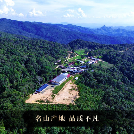 11月15日中午12点【龙印】2025年古树春茶2.0版，拼配界标杆产品，百年内难以超越，征服您的味蕾，357克/饼 商品图1