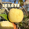 立君生态苹果/黄金富士苹果（基地直发-顺丰包邮） | 4.3±0.2斤，来自山东烟台，生产者：李立君【合作生产，公平贸易】 商品缩略图0
