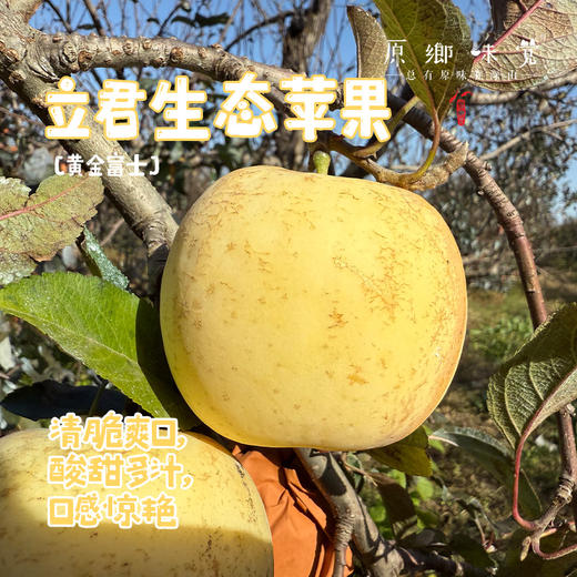 立君生态苹果/黄金富士苹果（基地直发-顺丰包邮） | 4.3±0.2斤，来自山东烟台，生产者：李立君【合作生产，公平贸易】 商品图0