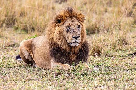 非洲动物大迁徙&鸟类摄影丨坦桑尼亚（塞伦盖蒂+恩戈罗恩戈罗保护区+塔兰吉雷）、肯尼亚（马赛马拉+埃尔蒙塔塔湖）12天摄影团 商品图10