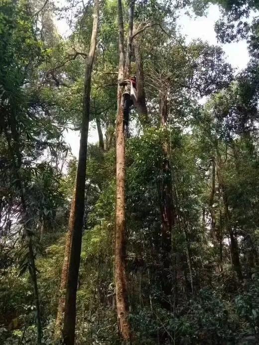 【望龙山】2025年高杆春茶今年刚发现的勐海高杆古树—无人区望龙山高杆环境超级原始，口感超级棒，普洱茶发烧友必入！1000克/份 商品图4