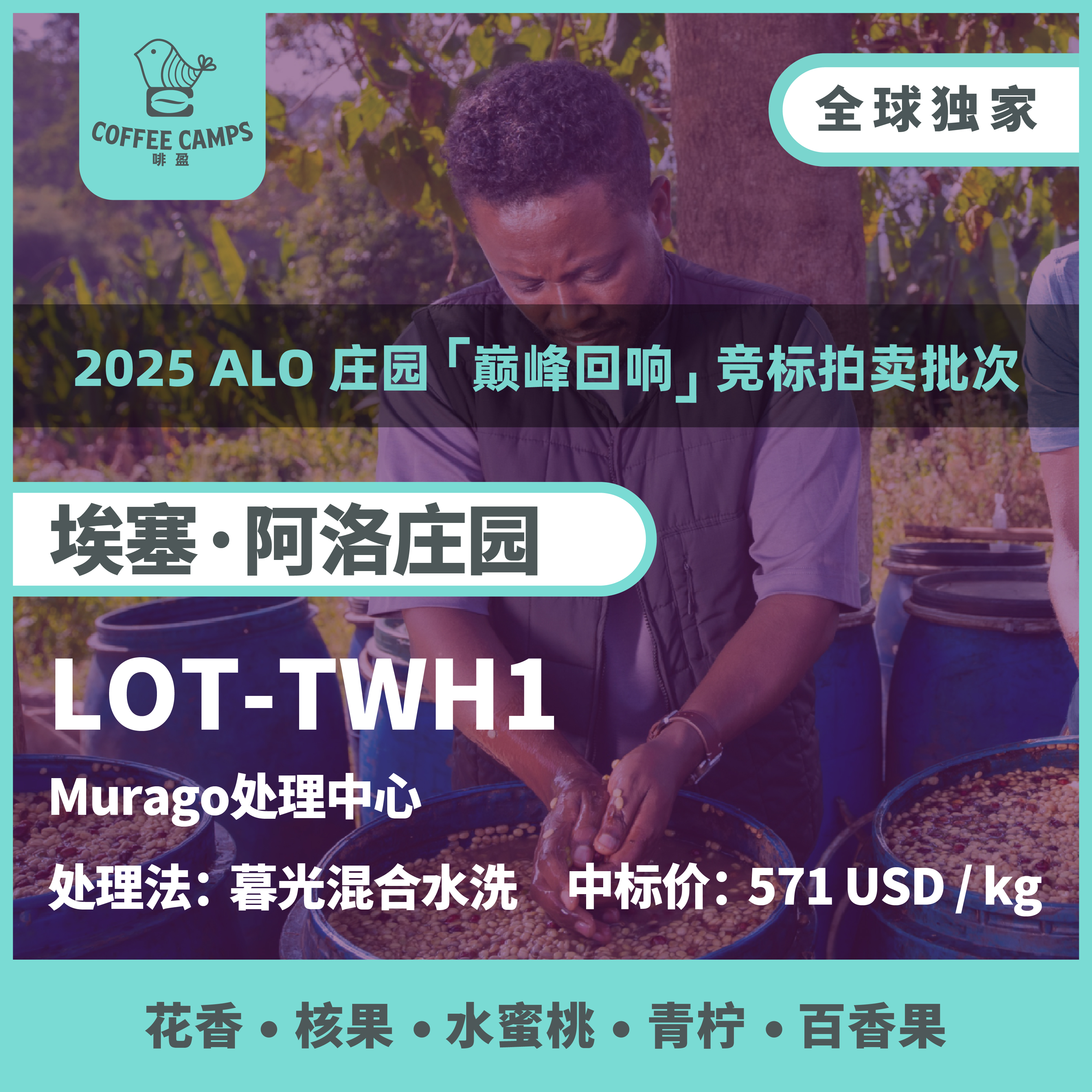 25产季 埃塞 阿洛 Alo LOT-TWH1 暮光混合水洗（生豆）空运批次