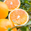 【宜昌助农馆】纽荷尔脐橙新鲜上市  当季新鲜水果香甜多汁 商品缩略图3