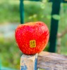 云南丽江红琇之吻苹果|在口感上的特点：前口脆甜，舌尖回味无穷[爱心] 一口咬下去，外皮脆、果肉紧实，不易变黄，整体甜酸比也恰到好处，口感浓郁纯正，吃完果子，齿唇间还会留有一丝丝的甘甜～ 商品缩略图1