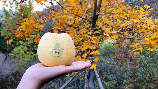 黄金·维纳斯苹果 商品图3