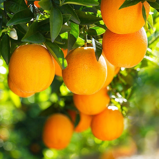 赣南脐橙【10斤39元】丨果园现摘 香甜多汁VC解腻 商品图2