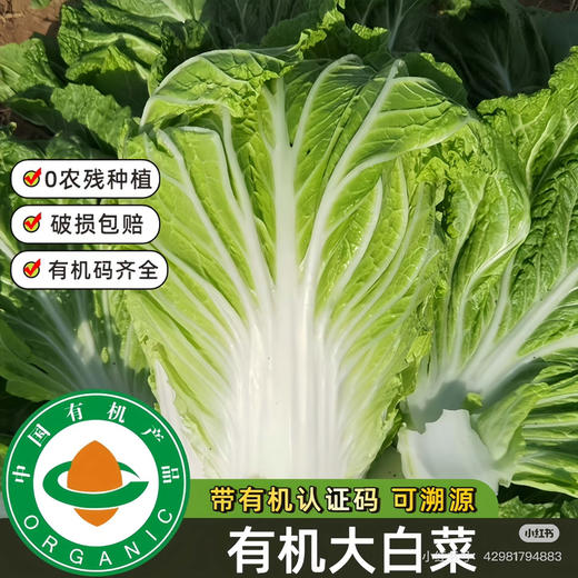新疆有机翠玉大白菜，带有机码可溯源
自然生长，无化学农药
包装简单，保留原汁原味
新鲜送达，吃着放心 商品图1