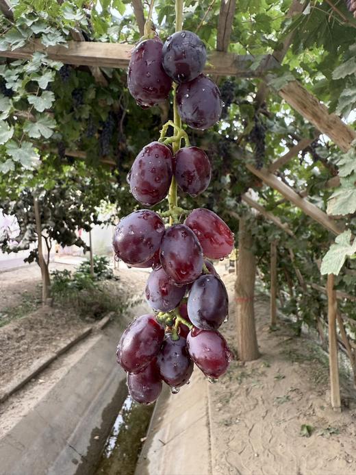 南疆葡萄干 商品图3