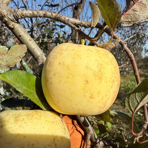 生态黄金富士苹果 | 合作生产 | 基地直发*‌ ‌Golden Fuji Apple‌ 商品图3