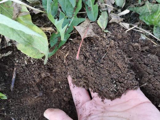 黄金富士苹果瑕疵果4.3斤【基地直发】产地：山东烟台 商品图5