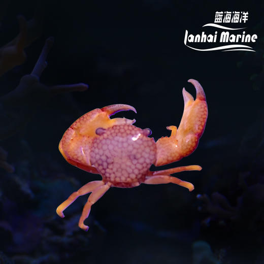 幽暗梯形蟹 商品图4