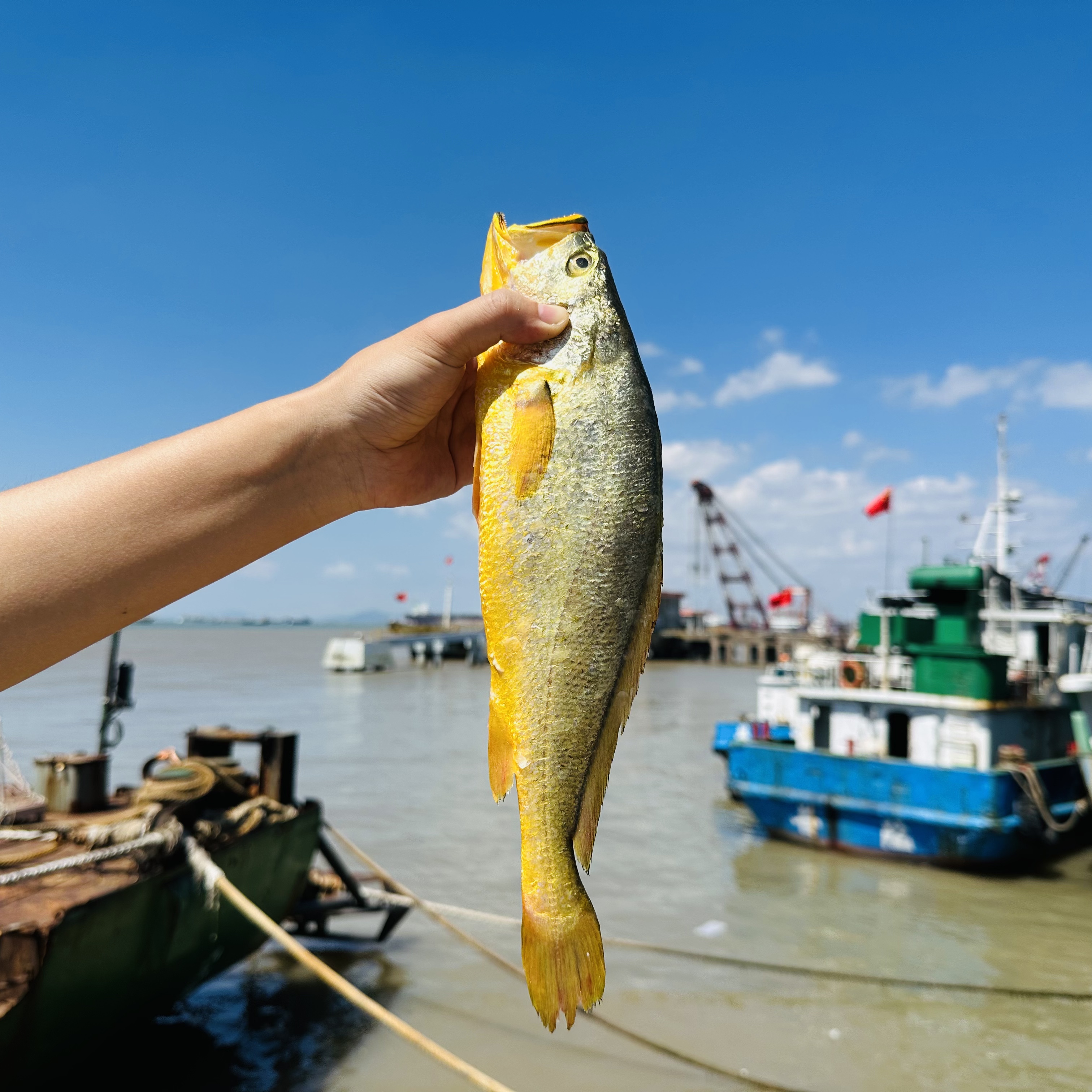 🐟舟山半野生深海大黄鱼🐟新鲜捕捞，急速冷冻，顺丰到家