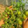 蜜露青甜绿小番茄双拼（千禧+青口蜜） 2/3斤 商品缩略图9