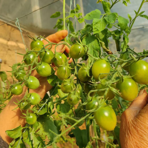 蜜露青甜绿小番茄双拼（千禧+青口蜜） 2/3斤 商品图9