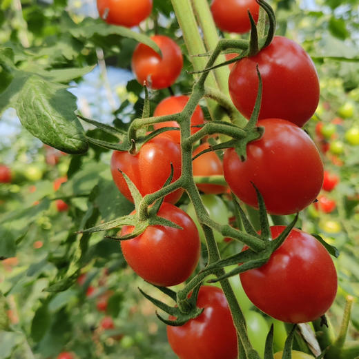 蜜露青甜绿小番茄双拼（千禧+青口蜜） 2/3斤 商品图14