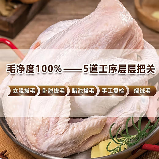 正大-无抗鸡1.7kg 商品图2