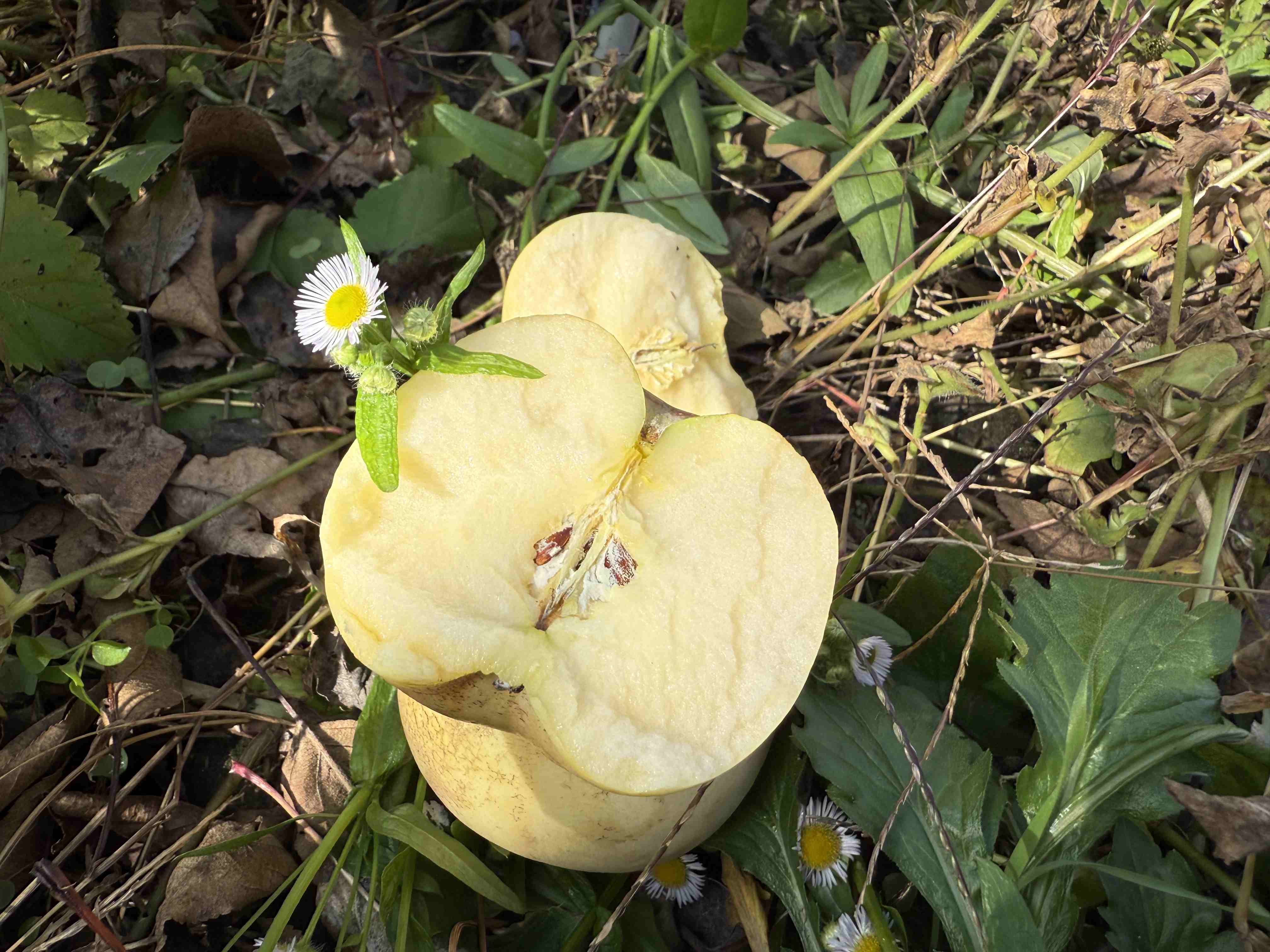 立君家黄金富士苹果4.3斤