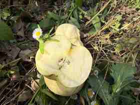 立君家黄金富士苹果4.3斤（家庭瑕疵果）8-10个