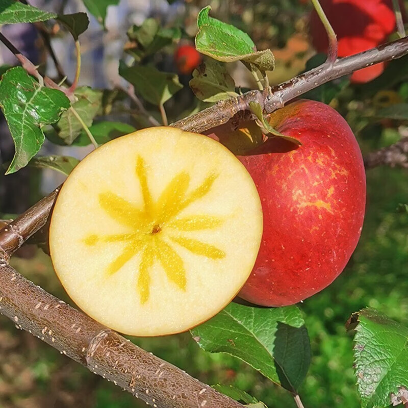 热卖！爆甜！四川大凉山彝家糖心丑苹果 4.5-8斤装品质果