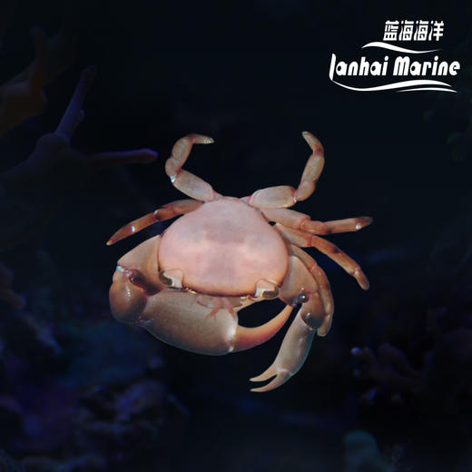 梯形玉蟹 商品图8