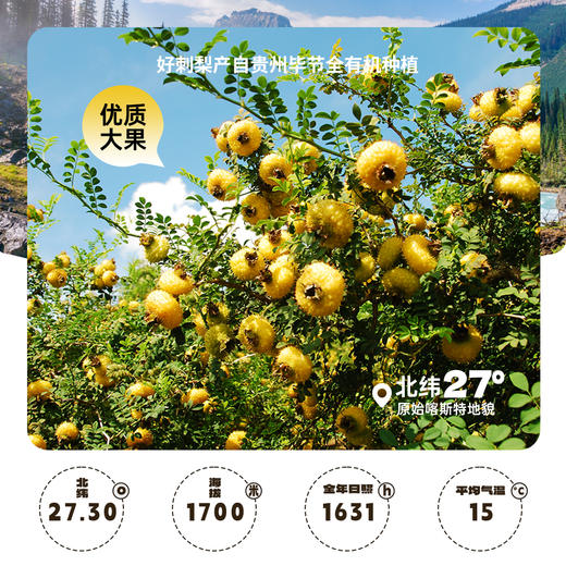 黔雅集有机刺梨原液礼品装50ml*10袋*3盒 商品图4