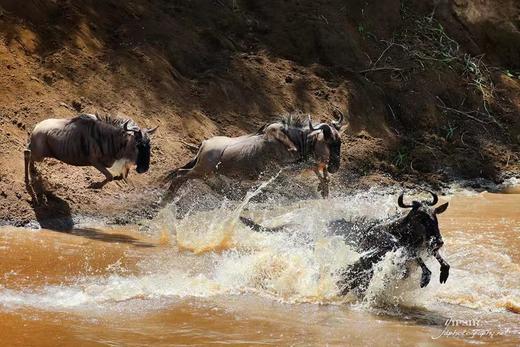 非洲动物大迁徙&鸟类摄影丨坦桑尼亚（塞伦盖蒂+恩戈罗恩戈罗保护区+塔兰吉雷）、肯尼亚（马赛马拉+埃尔蒙塔塔湖）12天摄影团 商品图11