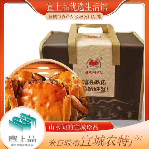 2.5两公蟹+3两母蟹（各5只） 鲜活大闸蟹 肥满黄多 商品图5