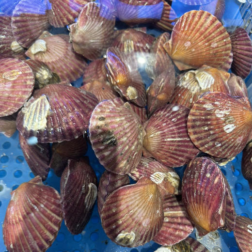 【海鲜】鲜活红扇贝10个 约500g 商品图0