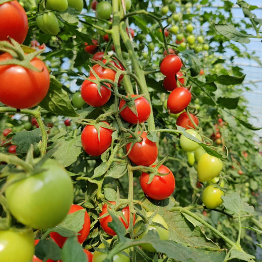 蜜露青甜绿小番茄双拼（千禧+青口蜜） 2/3斤 商品图13