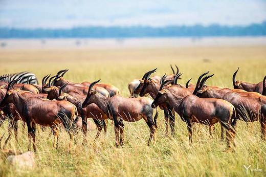 非洲动物大迁徙&鸟类摄影丨坦桑尼亚（塞伦盖蒂+恩戈罗恩戈罗保护区+塔兰吉雷）、肯尼亚（马赛马拉+埃尔蒙塔塔湖）12天摄影团 商品图6
