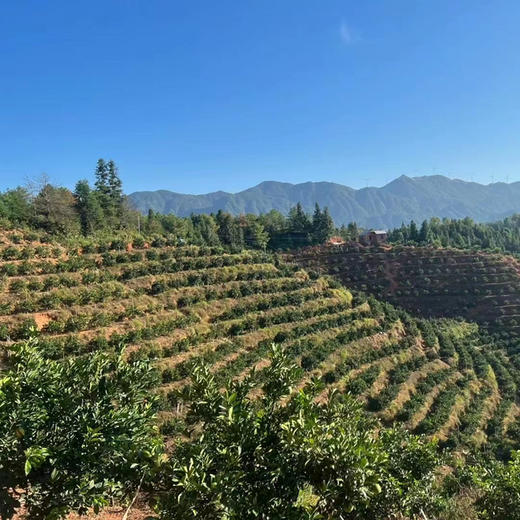 【限量秒杀】正宗赣南脐橙高山果老树脐橙 10斤/20斤装 玲珑果（带箱）德邦快递  2025年赣南脐橙协会地标证明千万级绿萌机器选果非人工盲选（因为看不到果肉里面的品质和糖酸度比） 商品图2