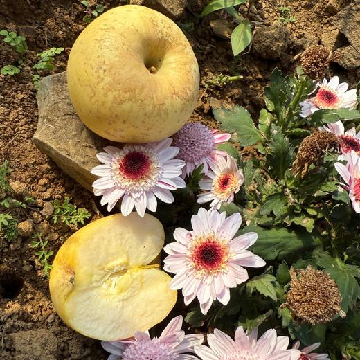 李立君苹果黄金富士丑苹果  烟台栖霞生态种植当季新鲜水果【顺丰包邮】 商品图1