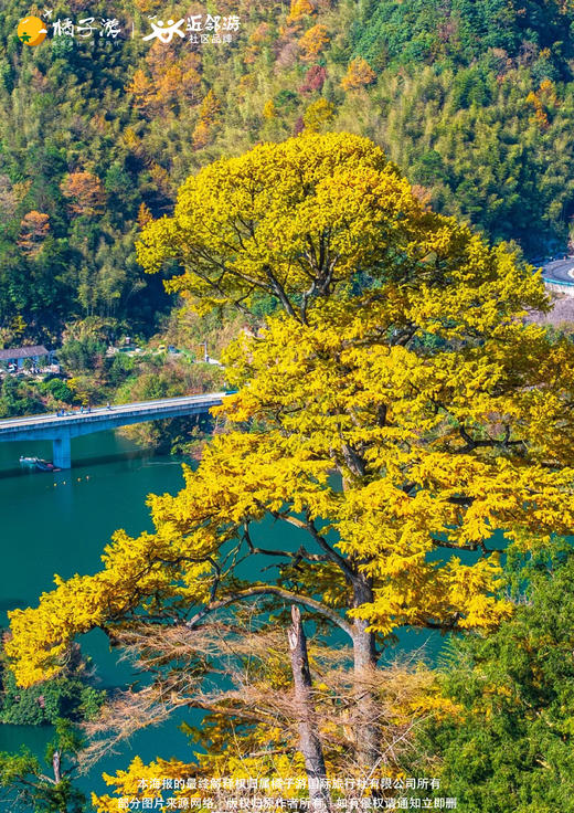 【遇见红杉】 余姚四明湖红杉林+古树群纯玩1日游【中奥宁波】 商品图2