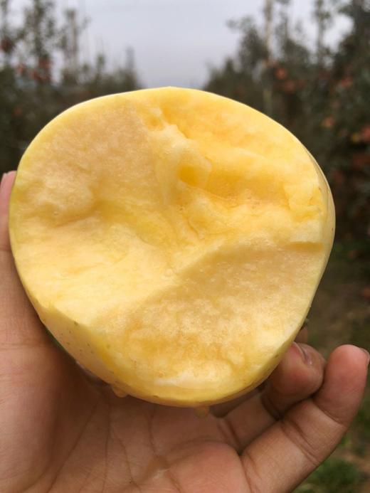 黄金·维纳斯苹果 商品图2