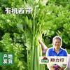 沃野青青有机西芹 4斤装 | 合作农友生产，来自陕西咸阳，生产者：郑力行 *【公平贸易农人定价】 商品缩略图0