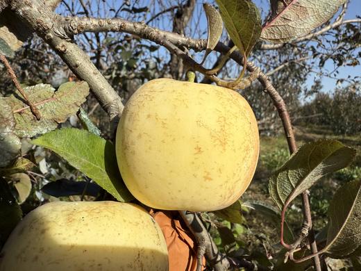 黄金富士苹果瑕疵果4.3斤【基地直发】产地：山东烟台 商品图3