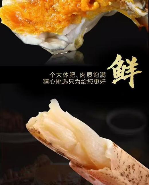 2.5两公蟹+3两母蟹（各5只） 鲜活大闸蟹 肥满黄多 商品图4