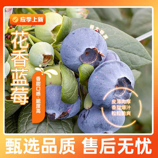 【云南好物】花香蓝莓  顺丰直达 商品图0