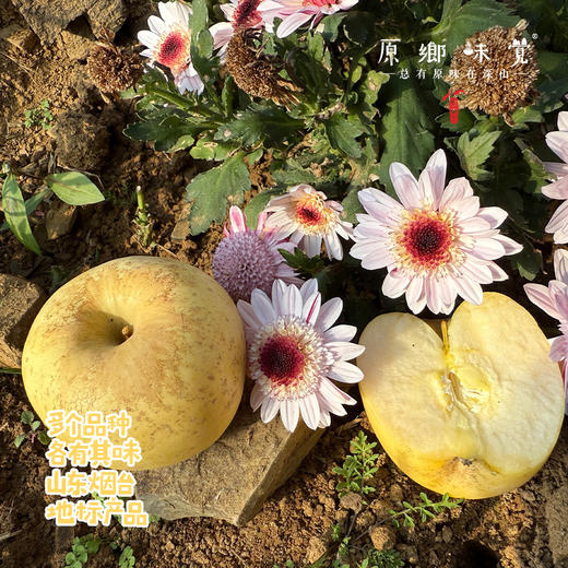 立君生态苹果/黄金富士苹果（基地直发-顺丰包邮） | 4.3±0.2斤，来自山东烟台，生产者：李立君【合作生产，公平贸易】 商品图2