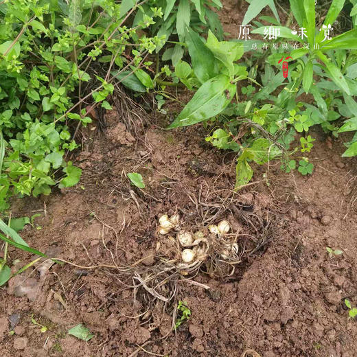 生态泡薤白（成都仓库-顺丰快递）|150g/袋，来自原乡农场【原乡自产自销】 商品图12