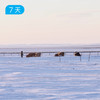 冬季呼伦贝尔+漠河｜20公里雪原轻徒步 北国之境&冰雪跨年 7日 【赠送价值219元戴适防水保暖帽】 商品缩略图1