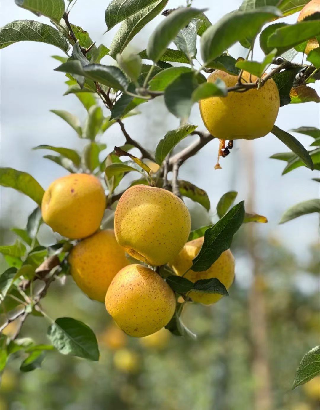 黄金·维纳斯苹果