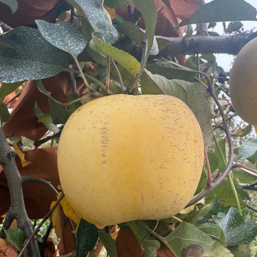 生态黄金富士苹果 | 合作生产 | 基地直发*‌ ‌Golden Fuji Apple‌ 商品图7