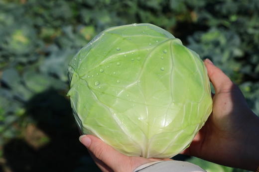 时令蔬菜礼盒 商品图6