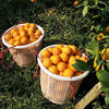 【福利❗️19.9抢3斤赣南脐橙】产地现摘现发，新鲜直达，甘甜爽口，皮薄肉厚！正宗江西赣州新鲜水果当季整箱手剥橙子现摘L 商品缩略图1