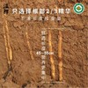 2025年 有机铁棍山药礼盒装 2000g 商品缩略图9