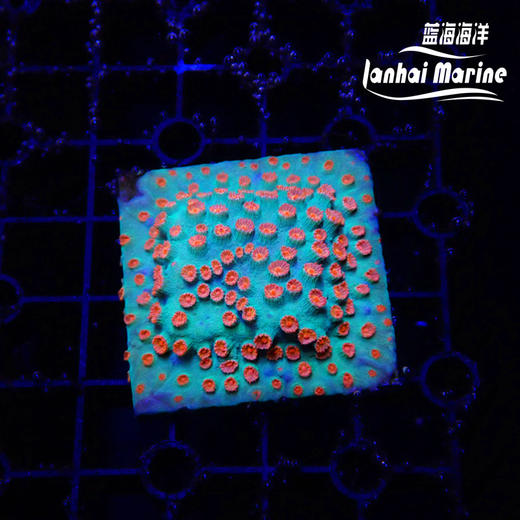 人工红豆丁 商品图1